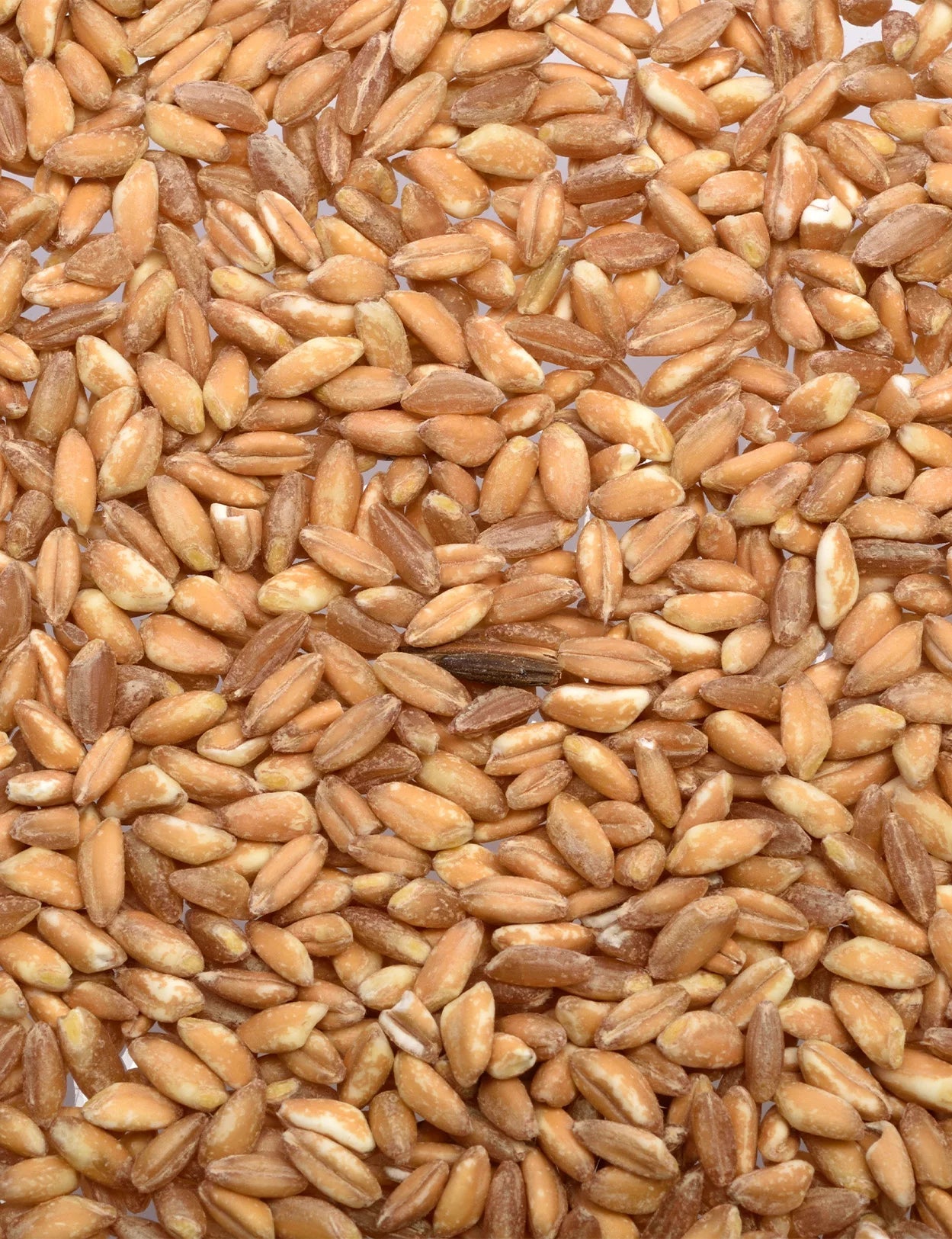 Whole Grain Farro